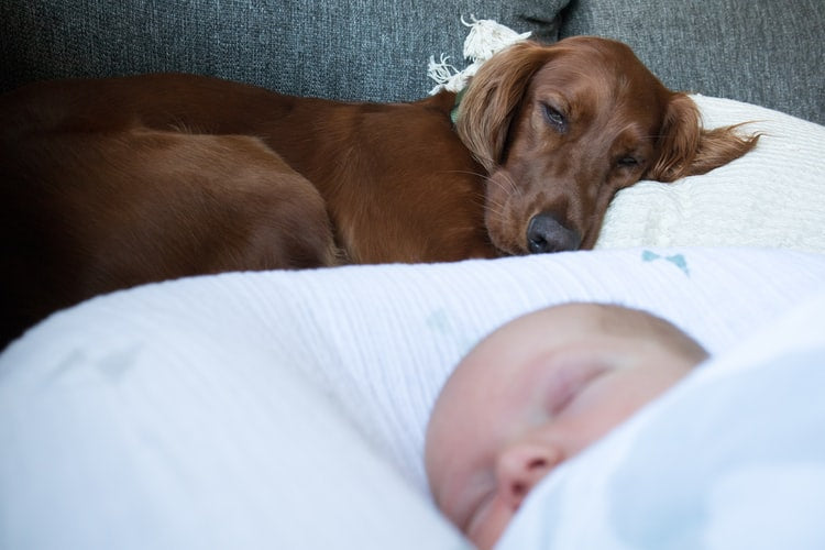 How to Prepare Your Fur-Baby for Your New Arrival